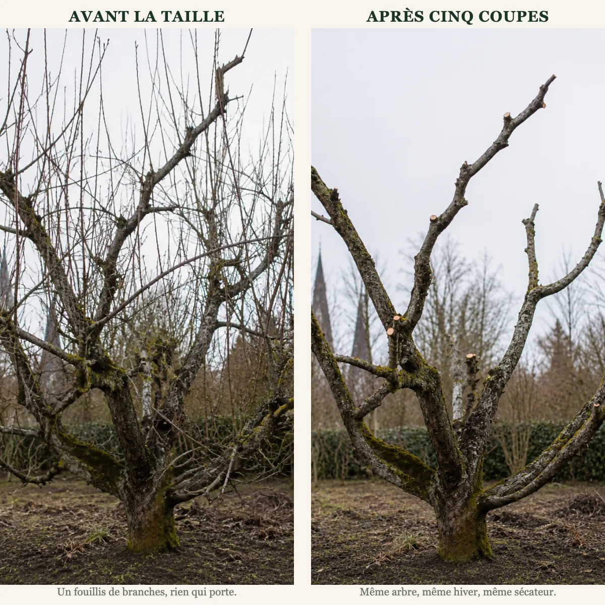 Avant la taille et Après cinq coupes