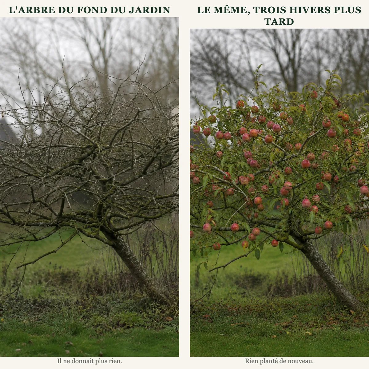 L'arbre du fond du jardin et Le même, trois hivers plus tard